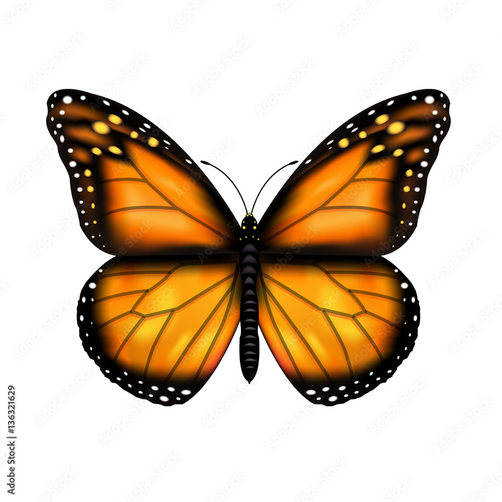 Obraz premium Butterfly