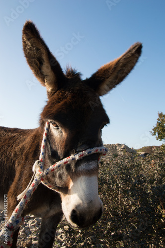 Donkey © Marnel Tomić