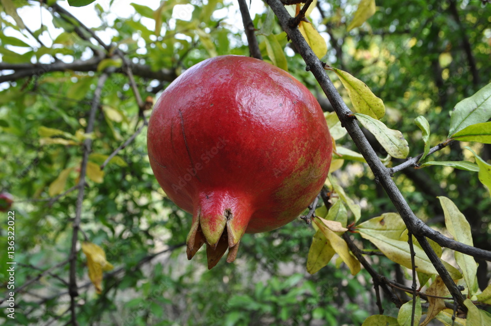 ripe pomegranate hanging on a tree with blurred background ripe pomegranate hanging on a tree with blurred background