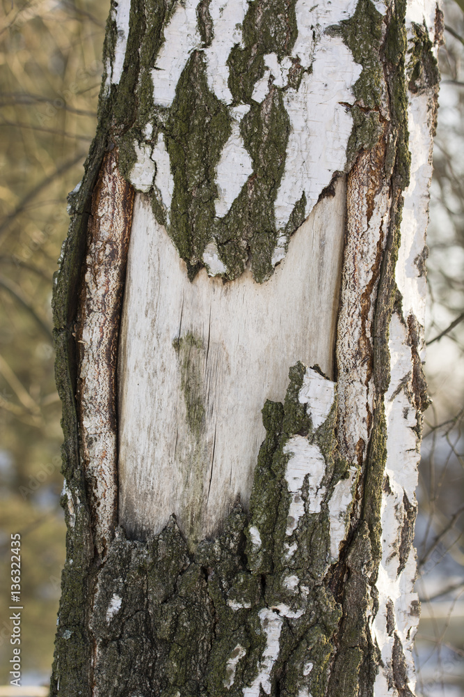 Fototapeta premium Laid bare birch tree trunk.