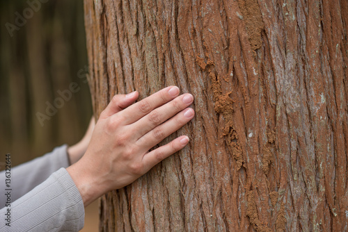 woman hand touch the tree