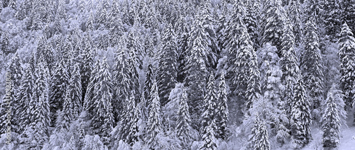 Beautiful Winter Forest of mature, healthy spruce trees, after fresh snow fall 