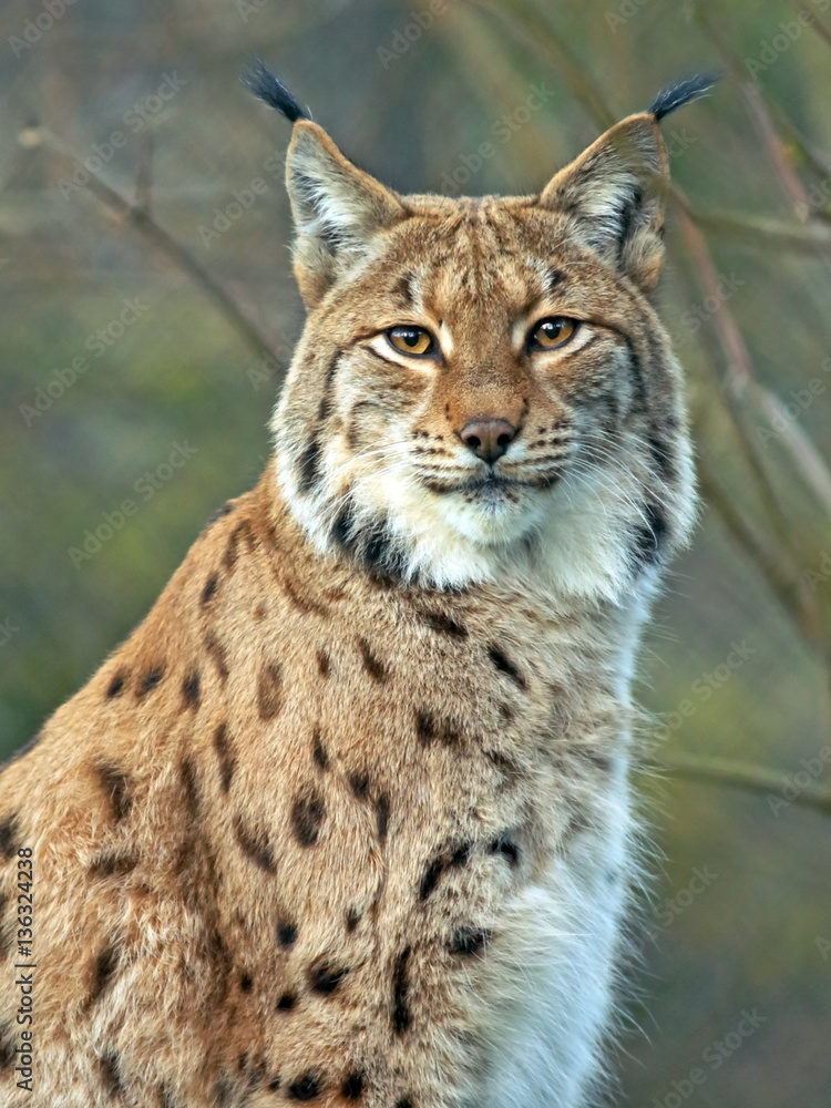 Fototapeta premium Portrait of beautiful Eurasian Lynx Cat.