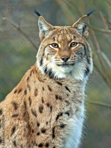 Canvas Print Portrait of beautiful Eurasian Lynx Cat.