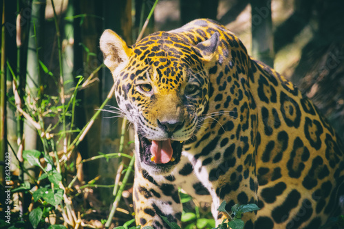 Image of a jaguar on nature background. Wild Animals.