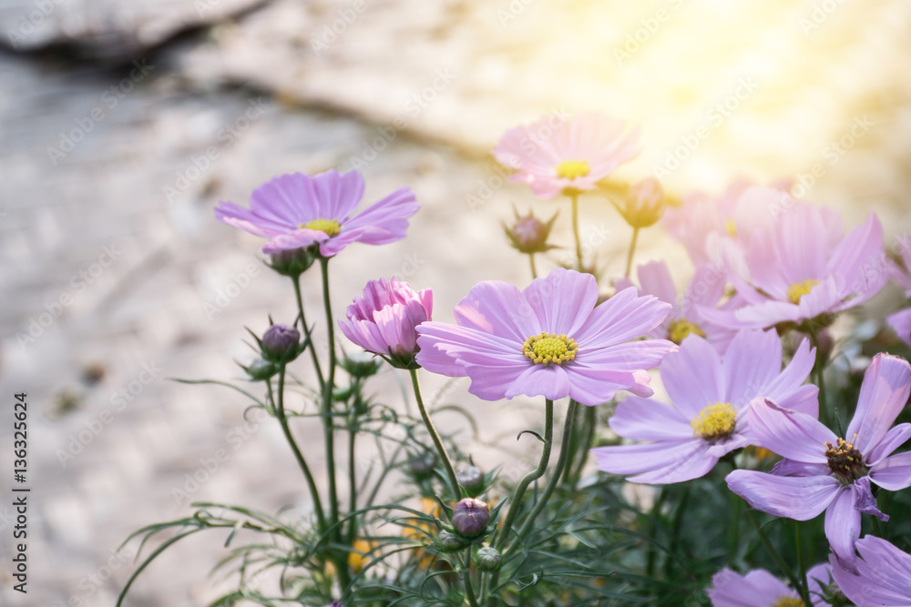 Beautiful purple cosmos flowers in garden with sunshine Beautiful purple cosmos flowers in garden with sunshine