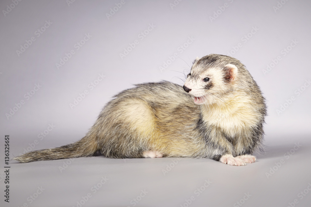 Nice silver ferret portrait in studio on gray background
