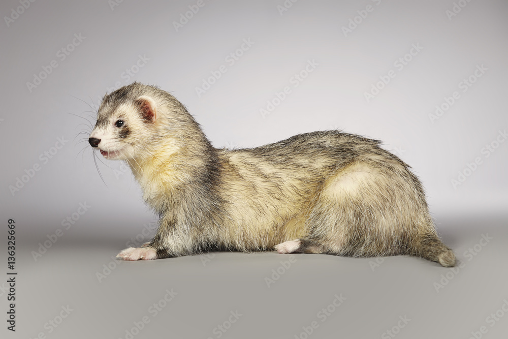 Pretty ferret portrait in studio on gray background Pretty ferret portrait in studio on gray background