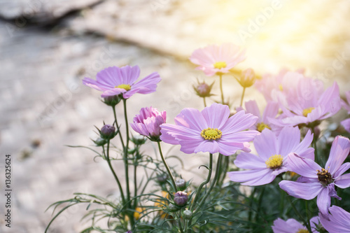 Wallpaper Mural Beautiful purple cosmos flowers in garden with sunshine Torontodigital.ca