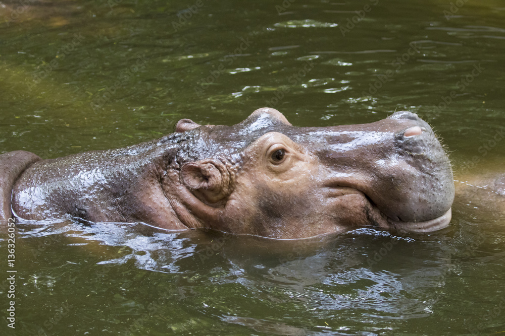 Image of a hippopotamus on the water. Wild Animals. Image of a hippopotamus on the water. Wild Animals.