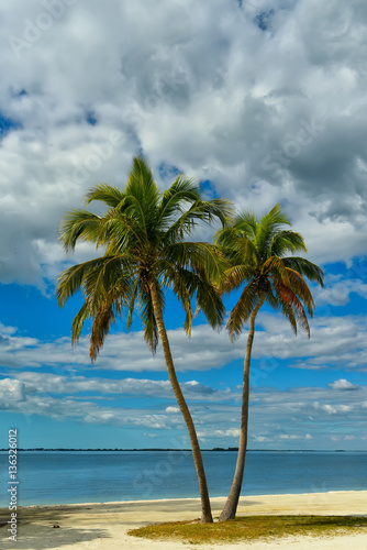 Fototapeta Naklejka Na Ścianę i Meble -  two palm trees growing on a deserted beach. Beautiful sky with beautiful clouds.
