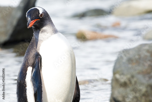 Antarctic Gento Penguin