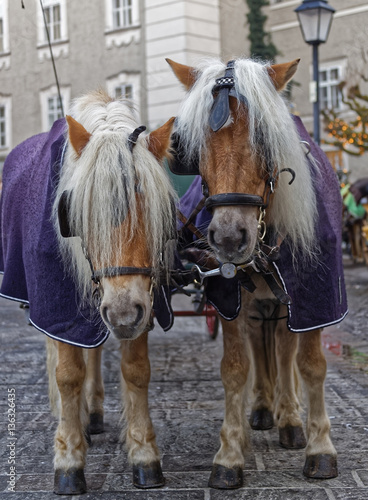 Картината върху платно Horses of a hansom cab