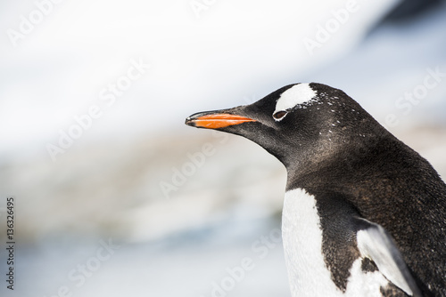 Antarctic Gento Penguin © David Defranceski