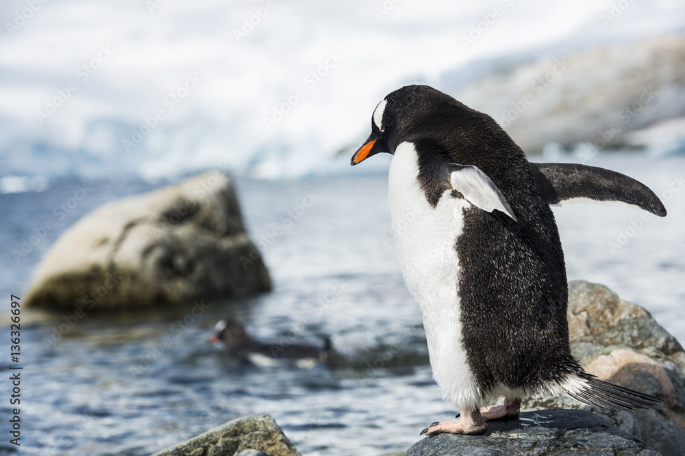 Obraz premium Penguins in observation