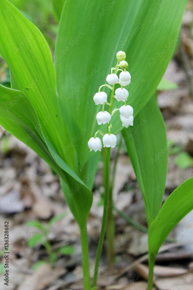 Obraz premium Lily of the valley (convallaria majalis)