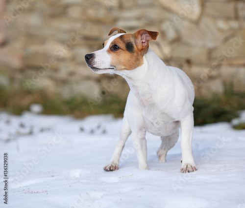 Fototapeta Naklejka Na Ścianę i Meble -  Portrait of Jack russell terrier