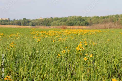 Wet meadow with marsh marigolds © olyasolodenko