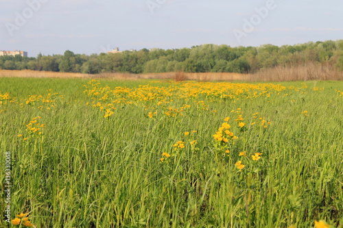 Wet meadow with marsh marigolds