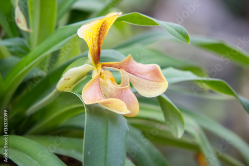 "lady slipper" Thai orchid in garden in Chiangmai,Thailand
