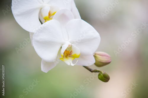 Fototapeta Naklejka Na Ścianę i Meble -  Closed up of Thai white vanda orchid in the garden