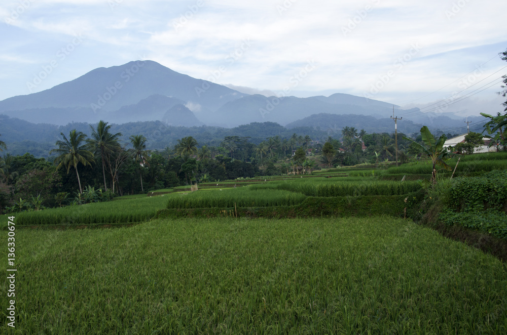 rice fields and mountain rice fields and mountain