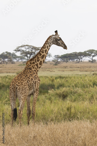 giraffe standing on the shore of a small pond on the background
