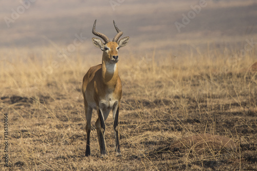 KOB male standing in the savannah among burned grass in the dry