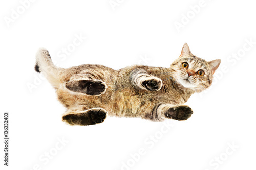 фотографія Curious cat Scottish Straight, from below view, isolated on white background