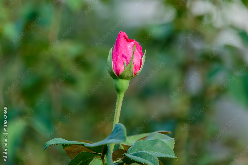 fresh roses in natural background in garden fresh roses in natural background in garden