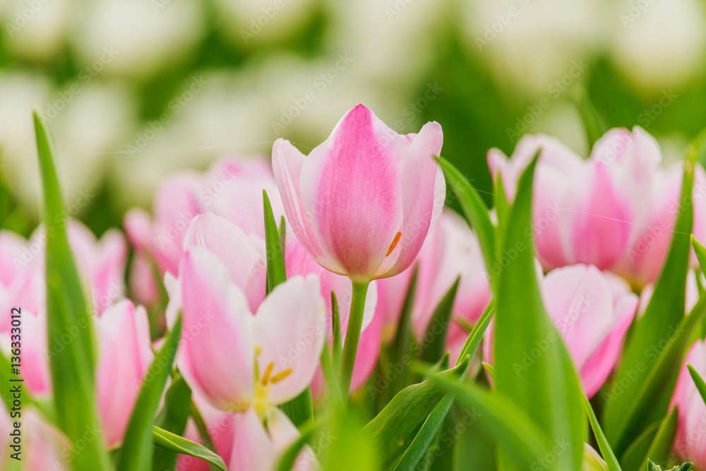 Fototapeta premium Beautiful pink tulips blooming in the garden