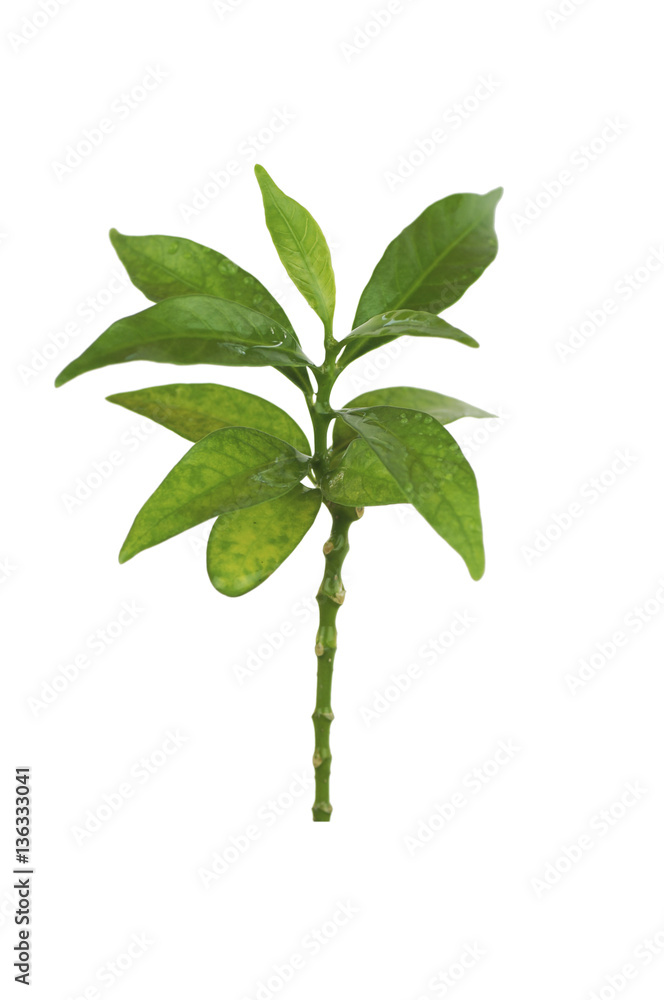 Fototapeta premium green small tree isolated on white background