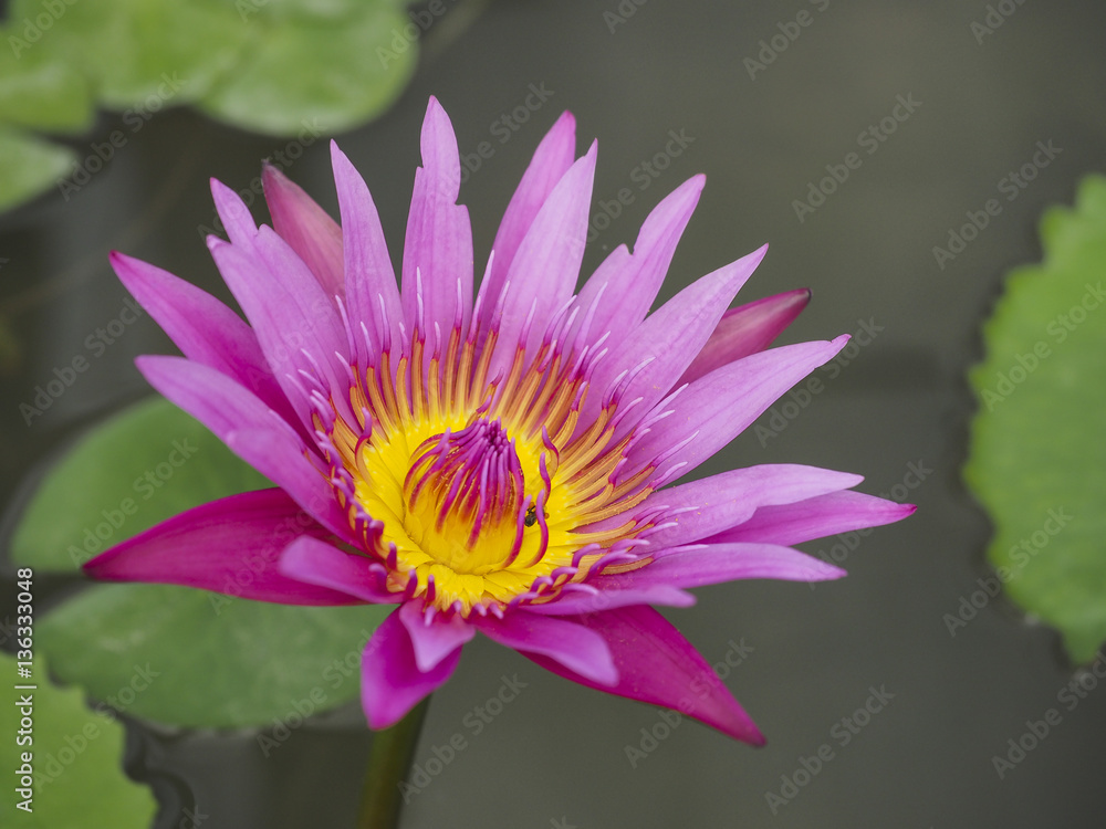 a blossom pink purple lotus in water, Thailand a blossom pink purple lotus in water, Thailand