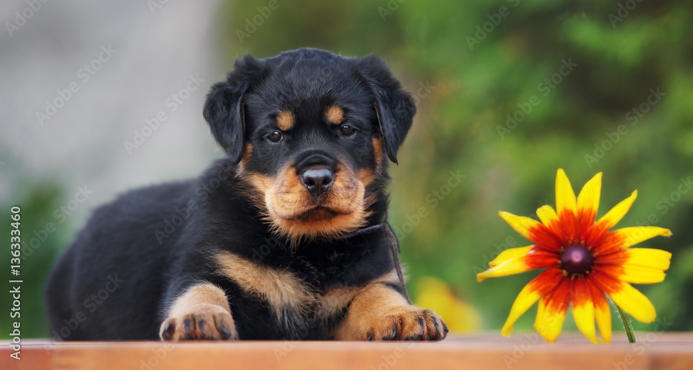 adorable rottweiler puppy posing outdoors with a flower - obrazy, fototapety, plakaty 
