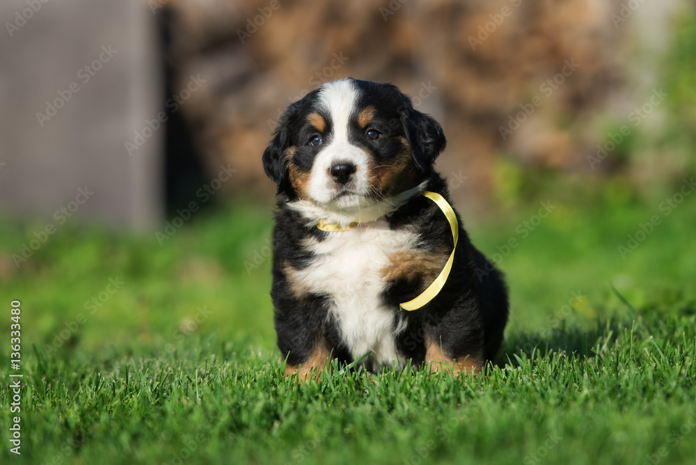 bernese mountain dog puppy portrait outdoors in summer