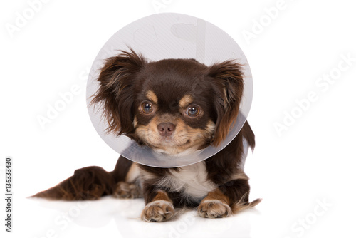 Fototapeta Naklejka Na Ścianę i Meble -  chihuahua dog in a cone on white