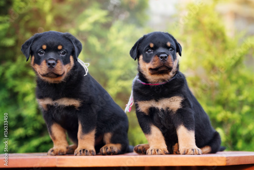 two rottweiler puppies outdoors