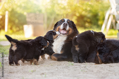 Cuadro en lienzo happy bernese mountain dog with her puppies