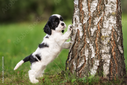 Obraz na płótnie american cocker spaniel puppy posing by a tree