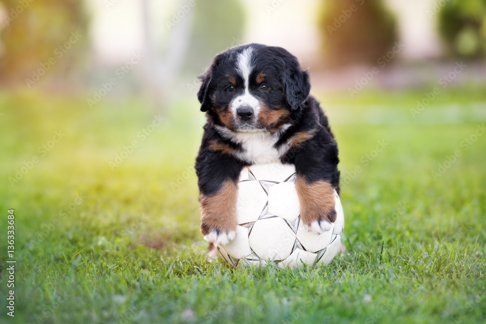 funny bernese mountain dog puppy with a football ball