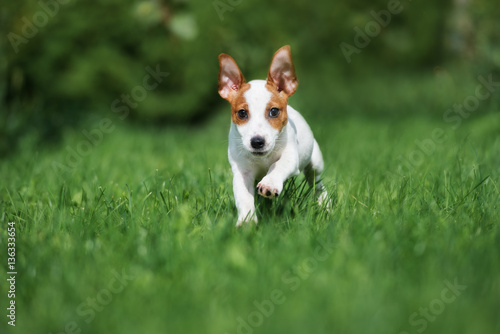 funny jack russell terrier puppy running through grass