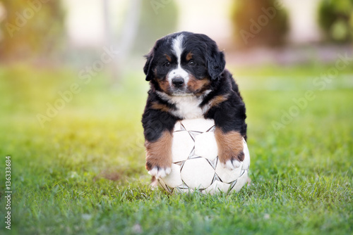 funny bernese mountain dog puppy with a football ball