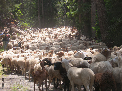 transhumance,argentiere,chamonix,haute savoie,france photo