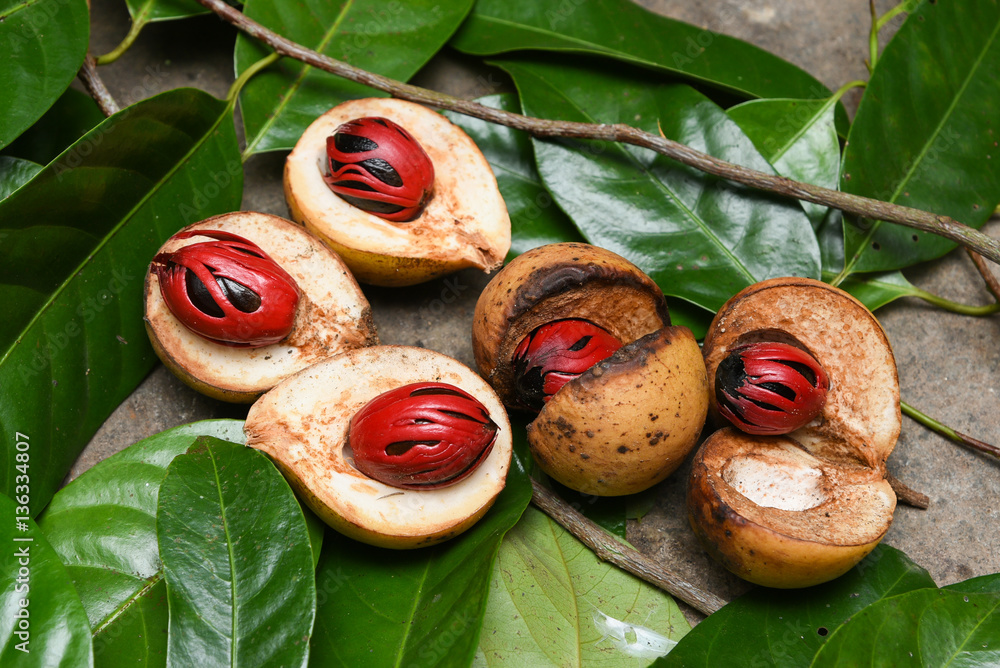Nutmeg many isolated. Sectional view of ripe colorful red nutmeg fruit