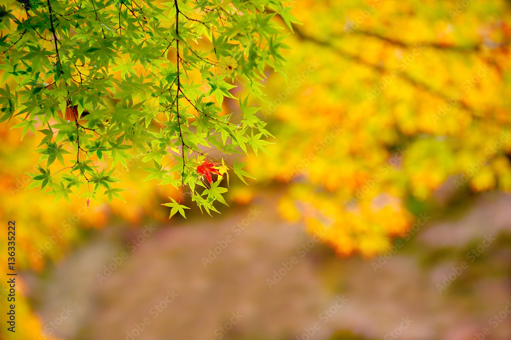 red leaves and orange autumn red leaves and orange autumn