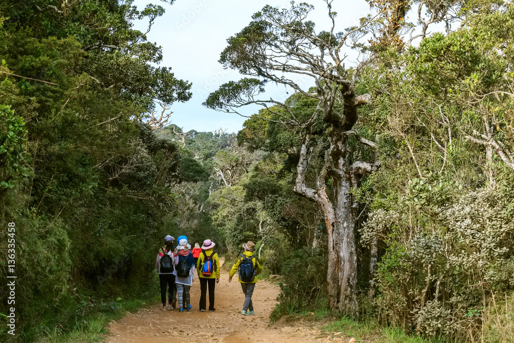 Group of travelers hike in tropical forest Group of travelers hike in tropical forest