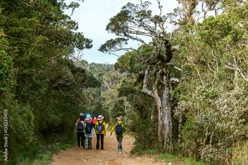 Group of travelers hike in tropical forest
