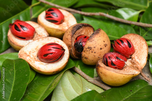 Nutmeg many isolated. Sectional view of ripe colorful red nutmeg fruit, seeds Kerala India. spices known as pala in Indonesia and red mace from tree Myristica Banda Islands Moluccas Spice Islands photo