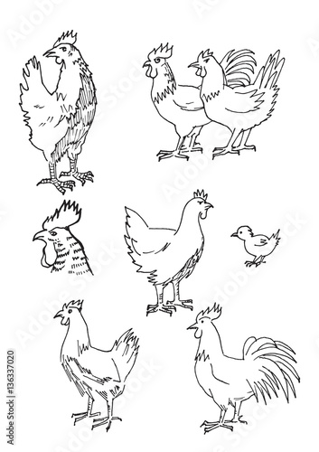 flat illustration vector set hen, chickens, roosters