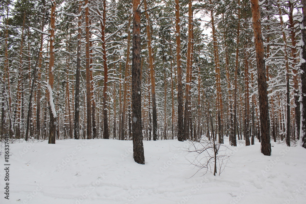 Fototapeta premium Beautiful winter landscape with snow covered trees 30055